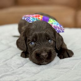 Sylvie - Chocolate female Australian Labradoodle puppy in Calhoun, Louisiana from Arrowhead Australian Labradoodles