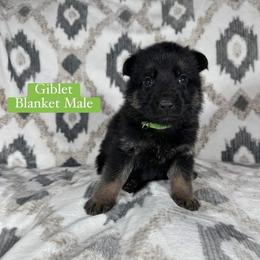 Giblet - Black and red male German Shepherd puppy in New Cambria, Missouri from Des Hausraben Shepherds