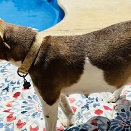 Rat Terriers from LJ&B