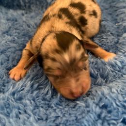 Angel - Blue merle female Miniature American Shepherd puppy in Godley, Texas from Bradley Kennels