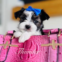 Thunder - Black & tan tri-color male Morkie puppy in Deltona, Florida from Pink Purse Designer Breeds