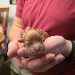 Honey - Red female Cavapoo puppy in Blackfoot, Idaho from Draper Mountain Doodles