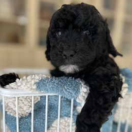 Blue - Black and white male Sheepadoodle puppy in La Habra, California from Real Doodles of OC