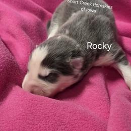 Rocky - Blue male Pomsky puppy in Zearing, Iowa from Short Creek Pomskies of Iowa