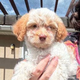 Praline - Cream female Cavapoo puppy in Eagle Mountain, Utah from Liberty Farms Puppies
