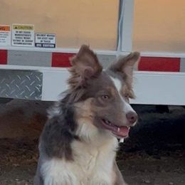 Canela - Border Collie