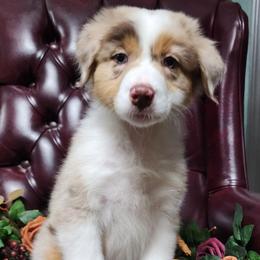Zinfandel - Red merle female Australian Shepherd puppy in Lakeland, Florida from Forestwood Australian Shepherds