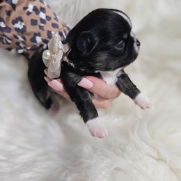 Chihuahua Puppies from Pretty Little Chis
