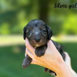 Silver girl - Merle female Goldendoodle puppy in Valdese, North Carolina from Doodling All Day Goldendoodles