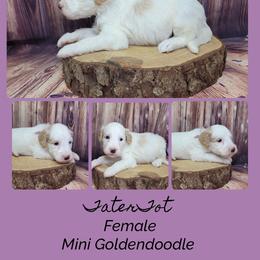 TaterTot - Parti female Goldendoodle puppy in Grabill, Indiana from Rose's Doodles