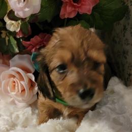 Dachshund Puppies from CLARK'S BREEDING PROGRAM