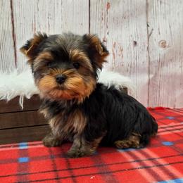 Portia - Blue and gold female Yorkshire Terrier puppy in Monticello, Iowa from Ashley’s Puppies