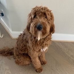 Goldendoodles and Labradoodles from Tanque Verde Doodles