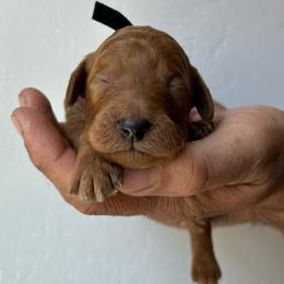 Boy 3 (black collar) - Red  male Goldendoodle puppy in San Diego, California from Southside Doodles