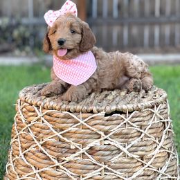 Goldendoodle Puppies from JD GoldenDoodles