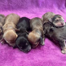 Dachshunds from Kirchberg Mini Farm