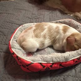Cavalier King Charles Spaniel Puppies from Audre Rogers at Saltayre Cavaliers