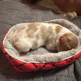 Cavalier King Charles Spaniel Puppies from Audre Rogers at Saltayre Cavaliers