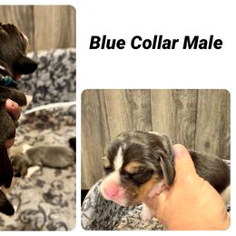 Blue - Black white and tan male Beagle puppy in Viper, Kentucky from Mountain Top