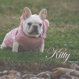 French Bulldog puppies from Silkhaus+Frenchies LLC