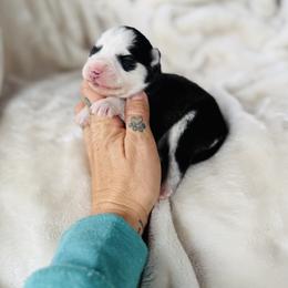 Boy 2 - Black and white male Pomsky puppy in Yavapai County, Arizona from Pawsh Pomskies