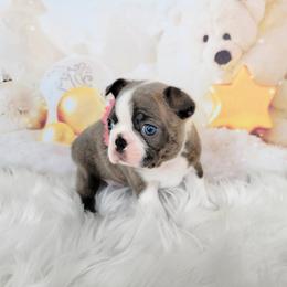 Boston Terrier Puppies from Our Gang Bostons