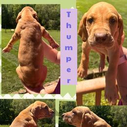 Thumper - Silver female Great Dane puppy in Wellsville, New York from Prophecy Danes