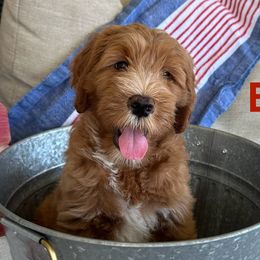 Goldendoodles from Summer Golden Doodles