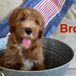 Goldendoodles from Summer Golden Doodles