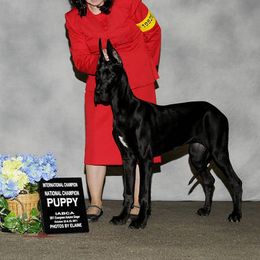 Great Dane Puppies from Dunn Right Ranch