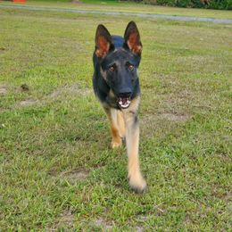 German Shepherd All Grown Up from Rust N Dust Kennels