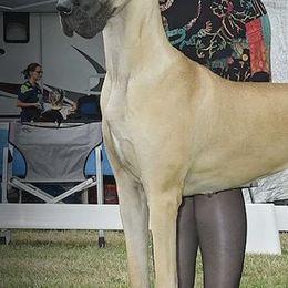 Great Danes from Alpine Great Danes