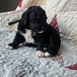 Bernedoodle Puppies from Joyful Pastures Homestead