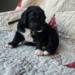 Bernedoodle Puppies from Joyful Pastures Homestead