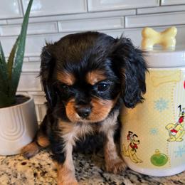 Elaina - Black and tan female Cavalier King Charles Spaniel puppy in Caldwell, Idaho from Terrace Cav's