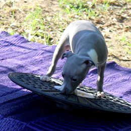 Boston Terrier and Italian Greyhound Puppies from 4Ever Boston Terriers & Italian Greyhounds