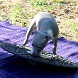 Boston Terrier and Italian Greyhound Puppies from 4Ever Boston Terriers & Italian Greyhounds