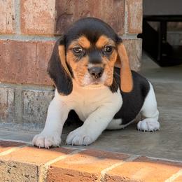 Cheri - Black tan and white female Beagle puppy in Mansfield, Missouri from Rippee Creek Kennel