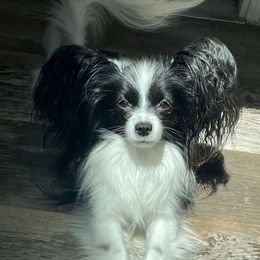 Ursula - Papillon