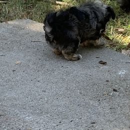 Havanese Puppies from Havanese If You Please
