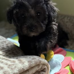 Maltese and Maltipoo Puppies from BeachRidge Pups