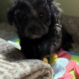 Maltese and Maltipoo Puppies from BeachRidge Pups
