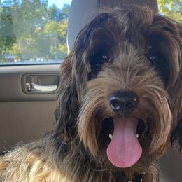 Cockapoos and Goldendoodles from Forest Creek Kennel