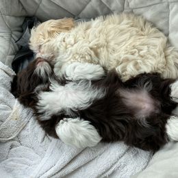 Havanese Puppies from Coco’s Puppies