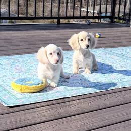 Landon Pet Only - Cream male Dachshund puppy in Richmond, Virginia from Irresistible Dachshunds & Cavaliers