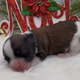 Toby - AKC - Chocolate sable male Havanese puppy in Verden, Oklahoma from Holcombs Puppy Ranch