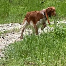 Brittany puppies from Brier Ridge Kennels & Outfitters