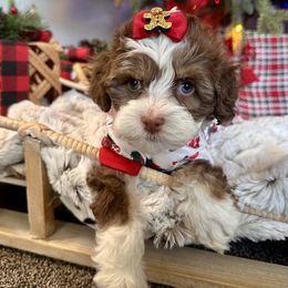 Coco (light pink) - Brown white and tan female Cockapoo puppy in West Haven, Utah from Harper Haven Cavapoos & Doodles