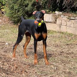 Doberman Pinscher All Grown Up from Morgan Doberman Kennel