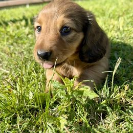 Rip - Red male Dachshund puppy in Mabank, Texas from Lovin’ Li’s Furry Sausages